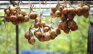 Naučte sa skladovať cibuľu,