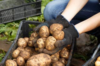 Ako uskladniť zemiaky, aby