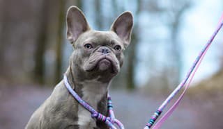 Krutý obchod so zvieratami: