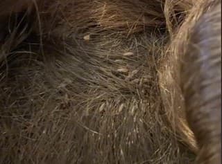 VŠI: Po tomto videu