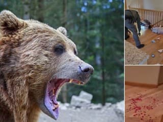 Hororový útok medveďa: Vlámal