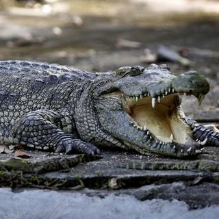 Krokodílovi Geňovi na Ukrajine
