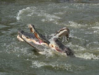 Krvilačný útok krokodíla: Tínedžerku