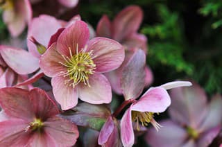 Rozkvitnuté kvietky v zime?