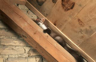 Ako sa zbaviť kuny?