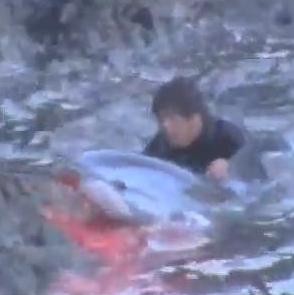 Bolestné VIDEO: Vraždené delfíny