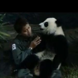 Zoo uplácala pandy, púšťala