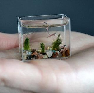 Miniakvárium: Umenie z 10