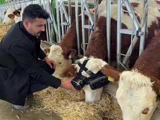 Farmár vylepšil svoje kravy: