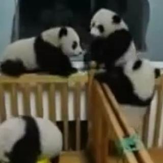 Malé pandy vás zbavia
