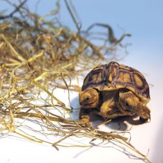 Svetový unikát: Dvojhlavá korytnačka