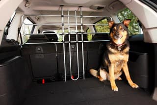 Ako prevážať psov v