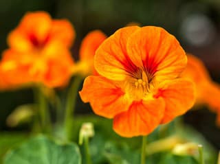 DEKORÁCIA, ktorá vyženie ZÁPALY