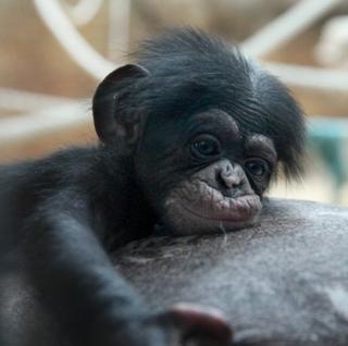 Neodolateľné: Šimpanzie mláďatko z