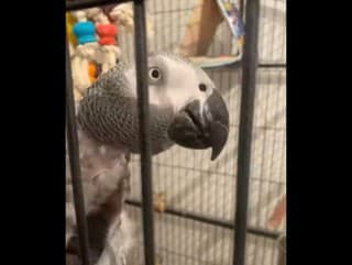 VIDEO Papagáj prestal po