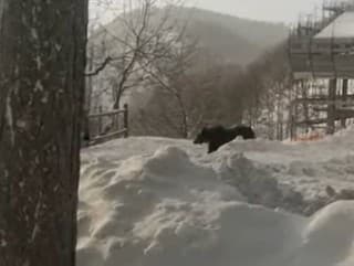 VIDEO Medveď sa vlámal
