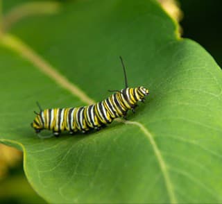 Zombie vírus v prírode