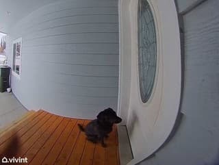 VIDEO Pes čakal, kým