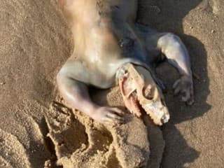 Na pláži našli čudesného