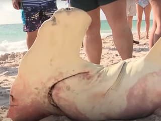 Obrovská samica žraloka kladivohlavého