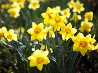 SYMBOL jari s veľkým