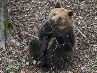 Strety s medveďom sú