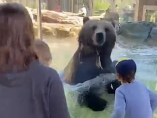 VIDEO Medveď v zoo