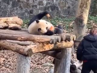 Panda dostáva od opatrovateľky