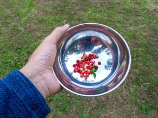 Nečakaný VPLYV tohto OVOCIA: