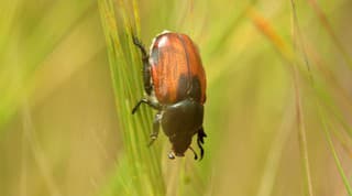 Aj malé chrobáky dokážu