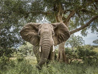 Španielskeho turistu zabil slon