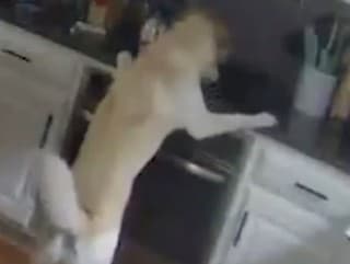 VIDEO Pes svojimi labkami