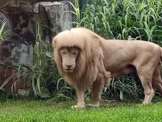 Lev je hrdinom internetu: