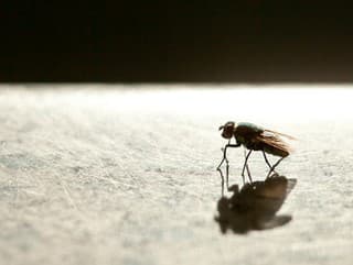 Otravuje vás dotieravý hmyz?