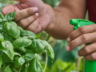 Napadli vašu bazalku či