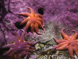 Morské hviezdice ako mäsožravce: