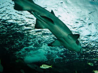 Turisti ostali v šoku!