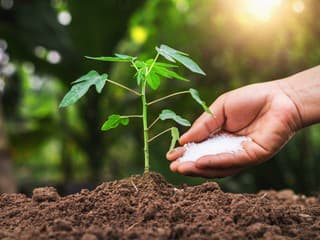 Oživte vaše izbové rastliny: