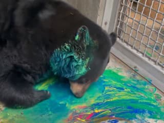 Medvedica Fern maľuje svojou