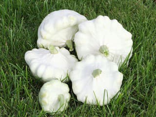 Chutné a rýchle recepty