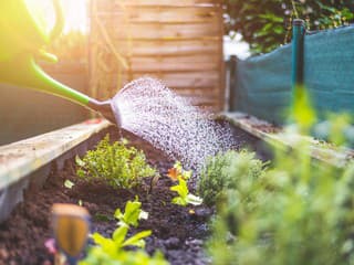 Ako správne polievať záhradu?