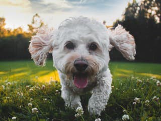 Trojica kamošov otvorila v