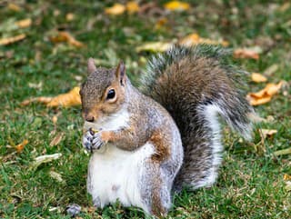 Veveričky sivé sú premnožené