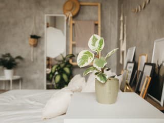 Rastliny na čistenie vzduchu: