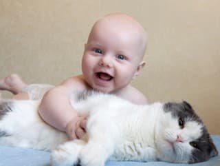 Domáci maznáčikovia: Najlepšie mačky