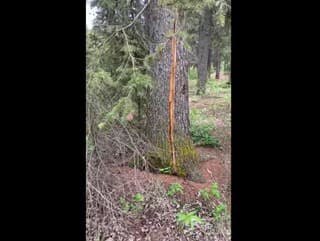 VIDEO stromu ohromilo tisíce