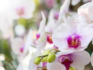 Tajomstvo bohato rozkvitnutých orchideí: