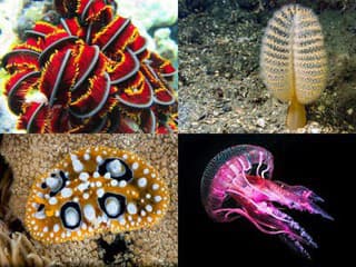 Neuveriteľné FOTO z hlbín: