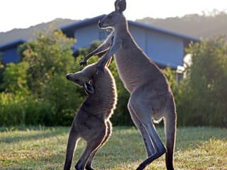 VIDEO Brutálny útok kengury