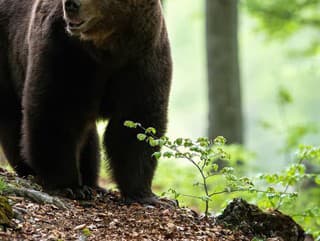 ŠOKUJÚCE VIDEO! MEDVEĎ si